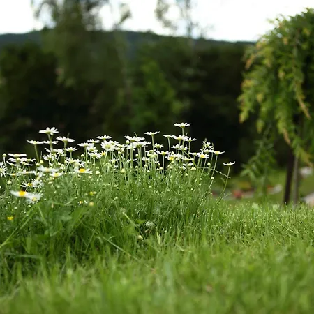 Favar Carpathians